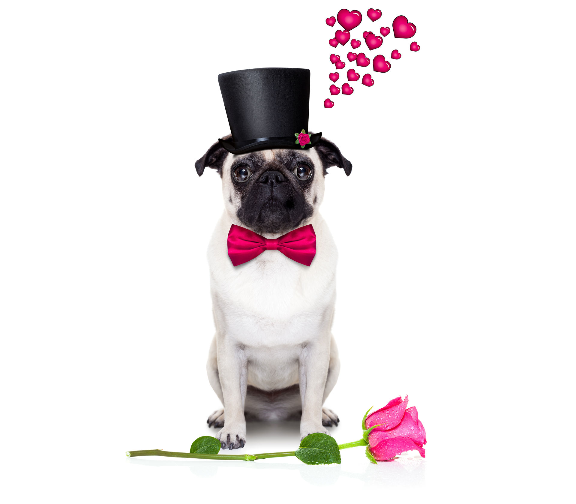 Valentine's Day Wallpaper Pug. Wallpaper of cute dogs and puppies. Pug Valentine's Day
