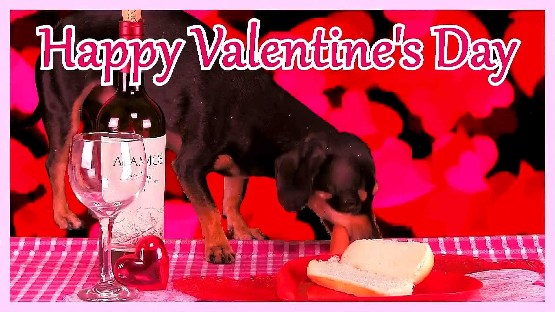 Happy Valentine's Day! Cute Puppy Eats a Hot Dog!