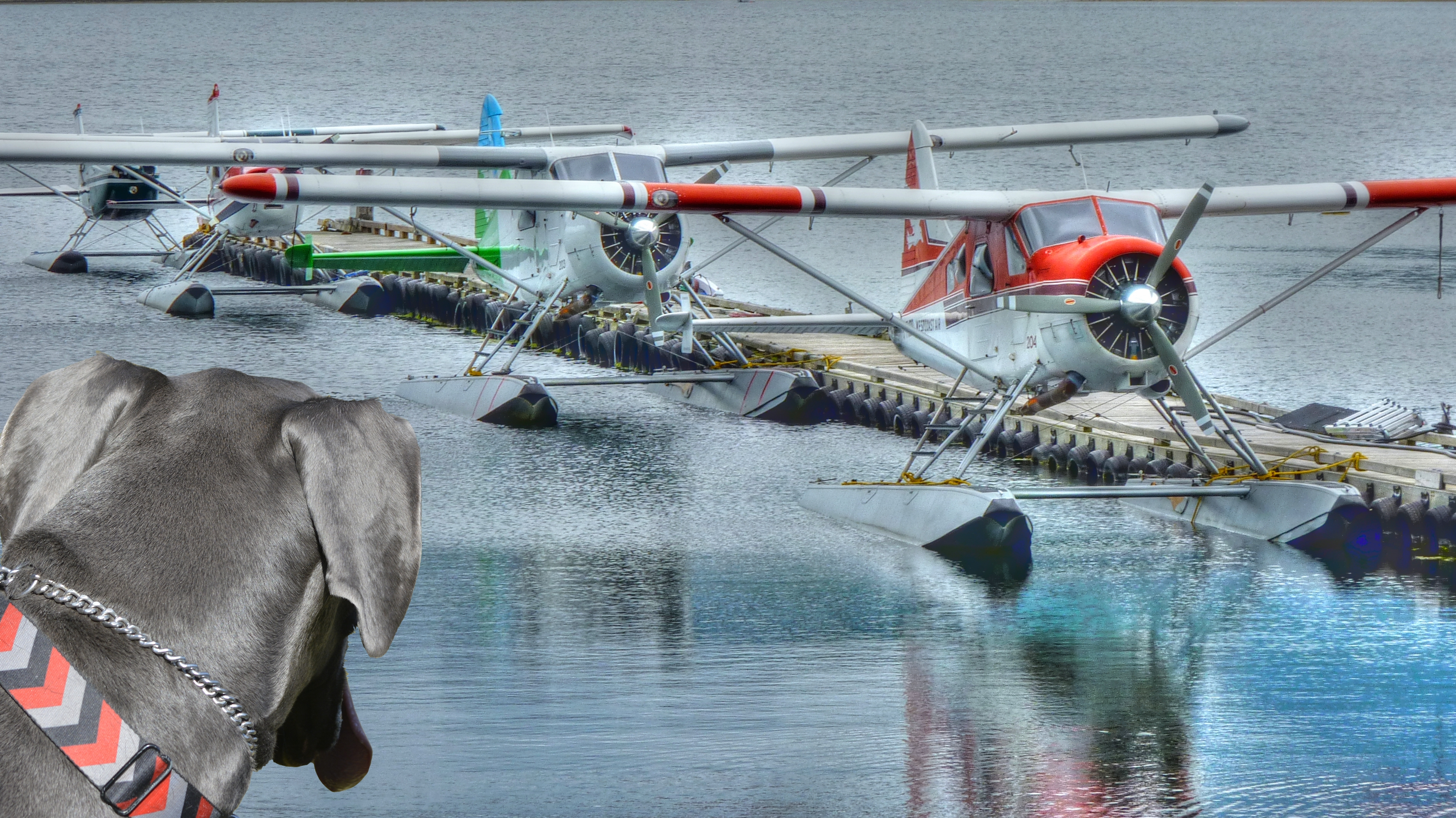 Wallpaper, dog, water, plane, air, taxis, HDR, Seaplane, pontoon 3919x2203