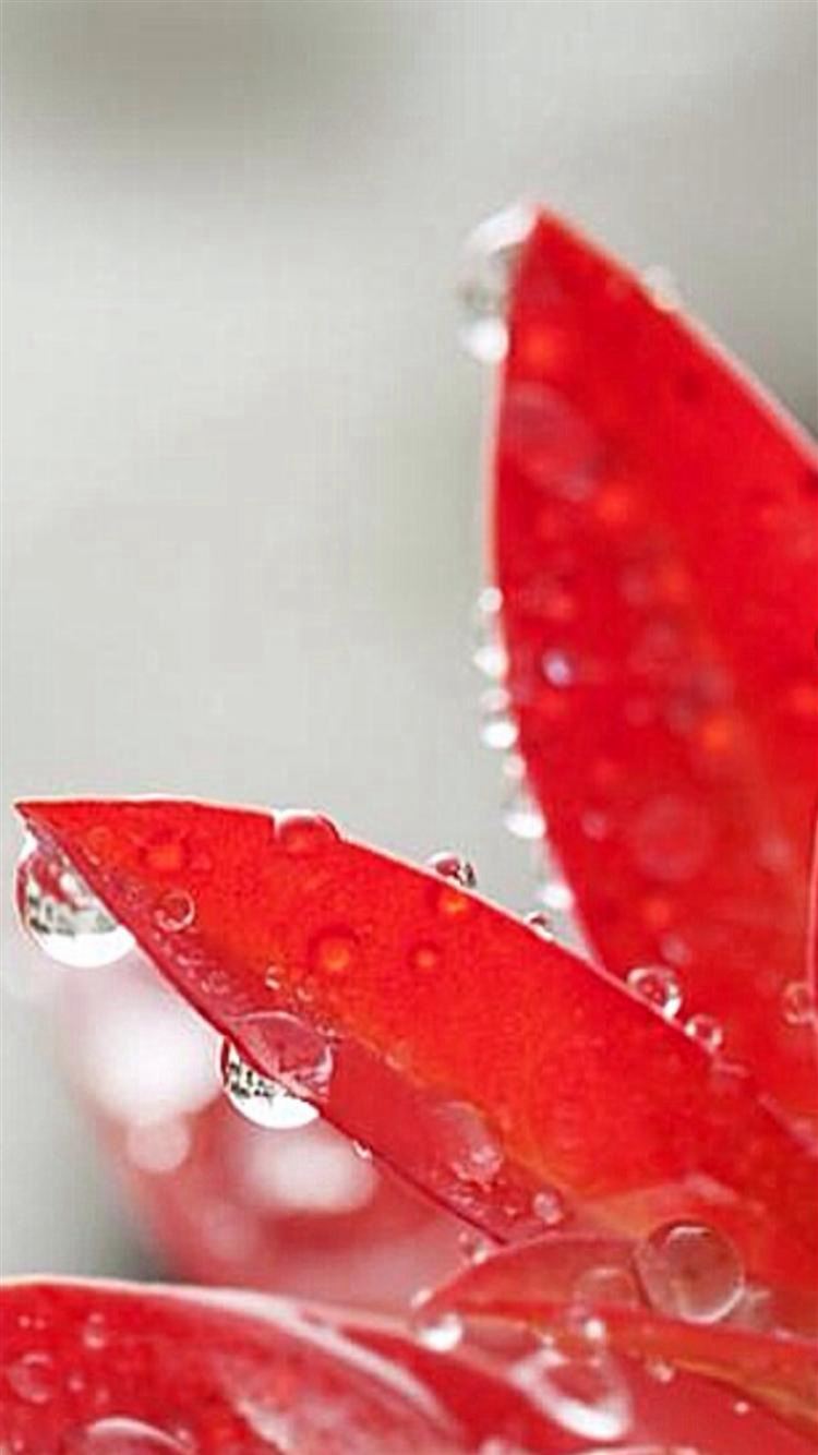 Pure Red Petal Dew Wet Macro iPhone 8 Wallpaper Free Download