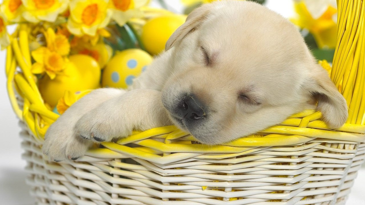 Springtime Snooze Puppy Easter Dog Spring Dogs Free Download. Desktop Background