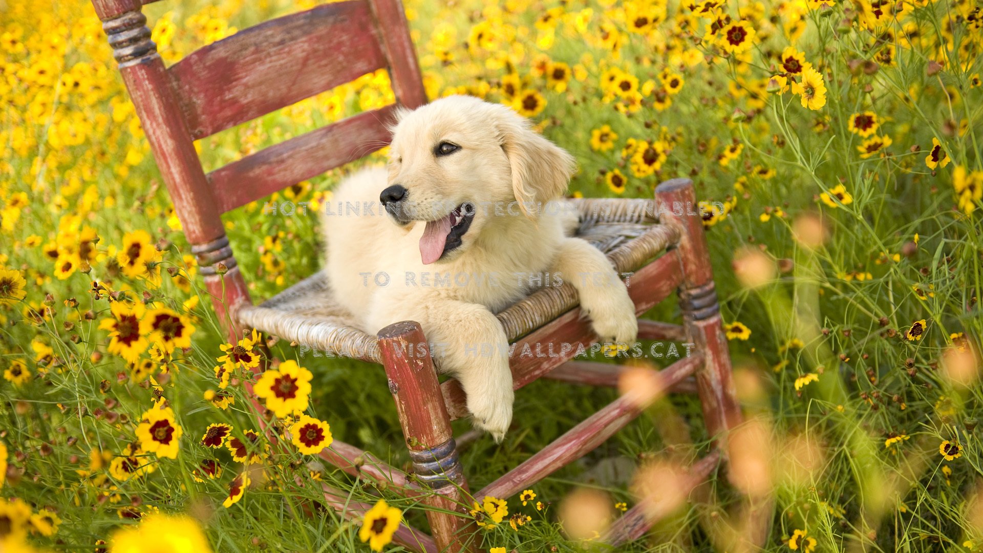 golden days of spring dogs nice flower cute