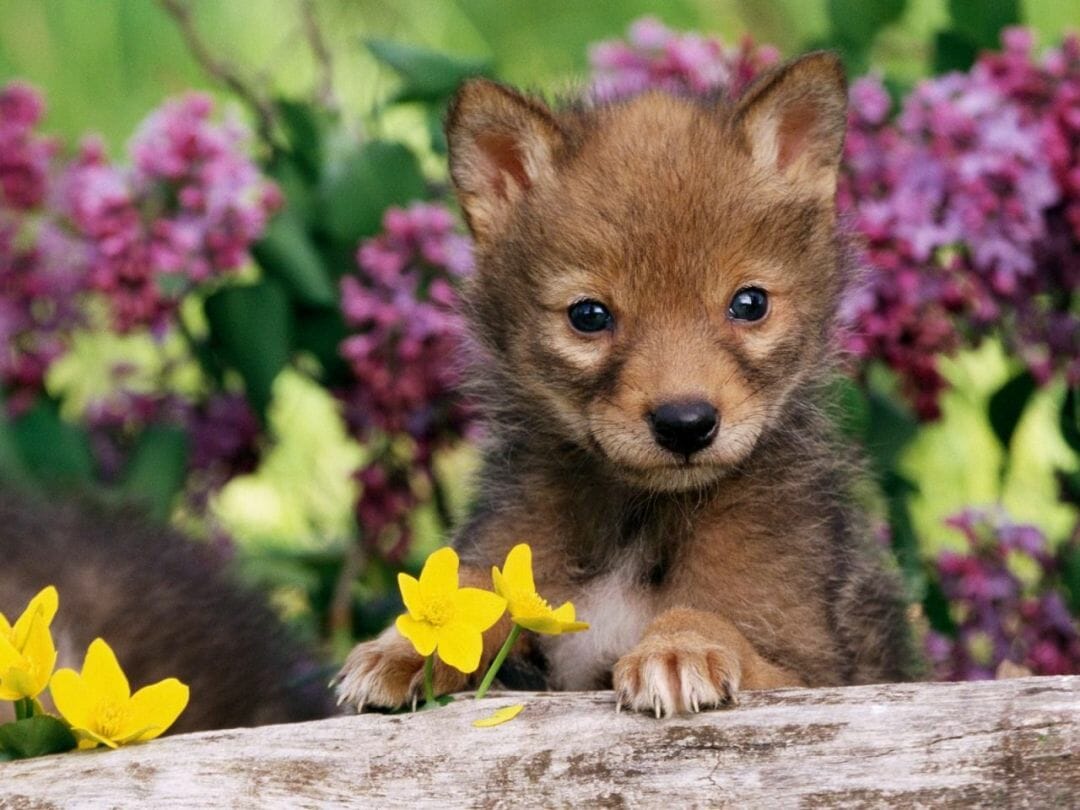 See this cute spring puppy in the midle of animal and plant / iPhone HD Wallpaper Background Download HD Wallpaper (Desktop Background / Android / iPhone) (1080p, 4k) (1080x810) (2021)