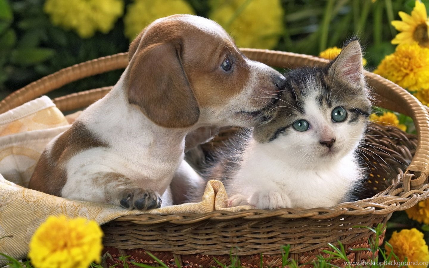 Cute Kittens And Puppies Together Wallpaper Desktop Background