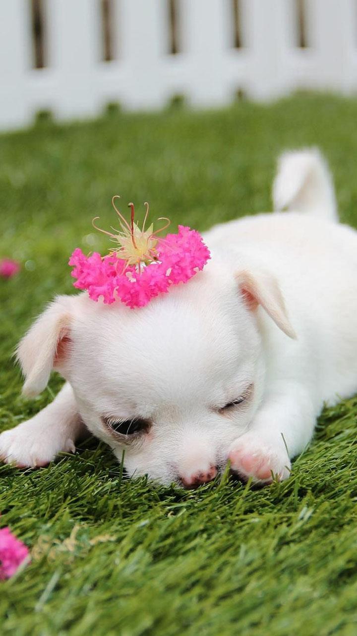 Cute puppy wallpaper HD for Android