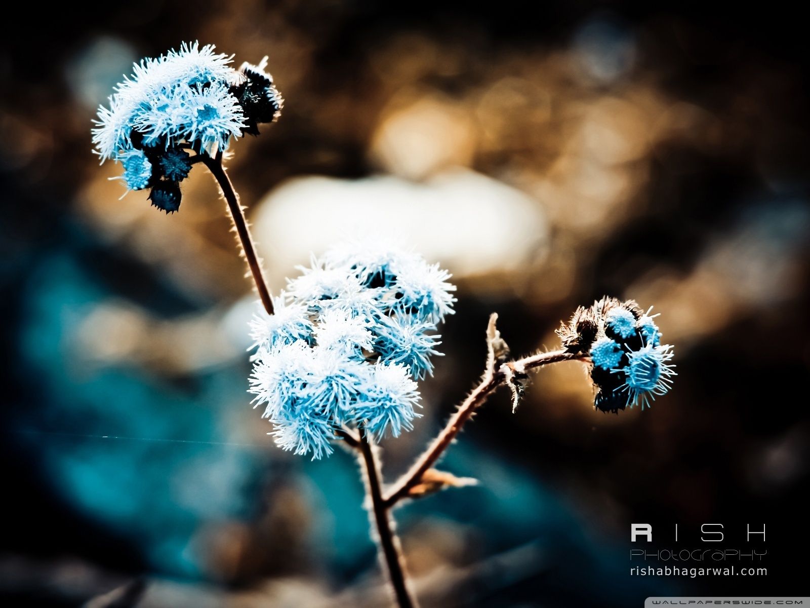 Blue Winter Flowers Wallpapers Wallpaper Cave