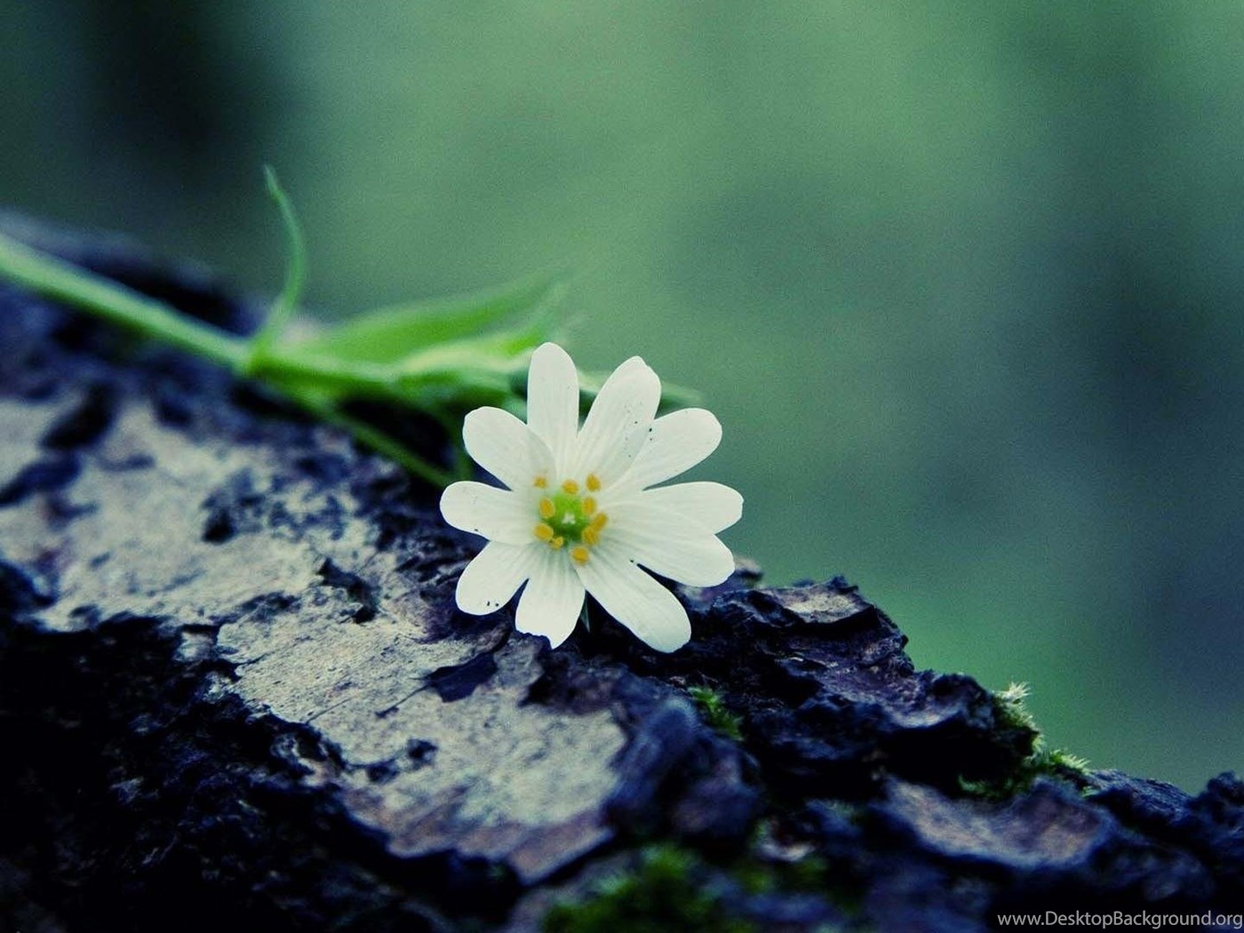 Winter Flowers Desktop PC And Mac Wallpaper Desktop Background