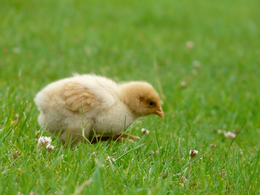 Spring Chicken Wallpapers - Wallpaper Cave