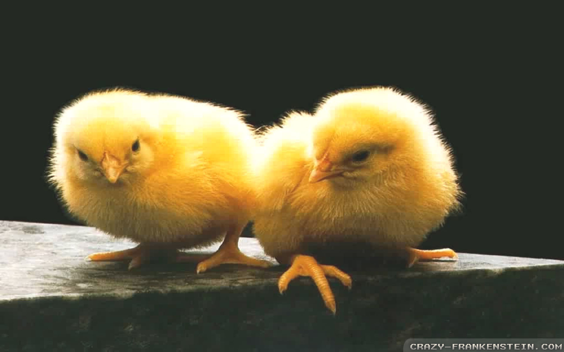 Spring Chicken Wallpapers Wallpaper Cave Wp10491944