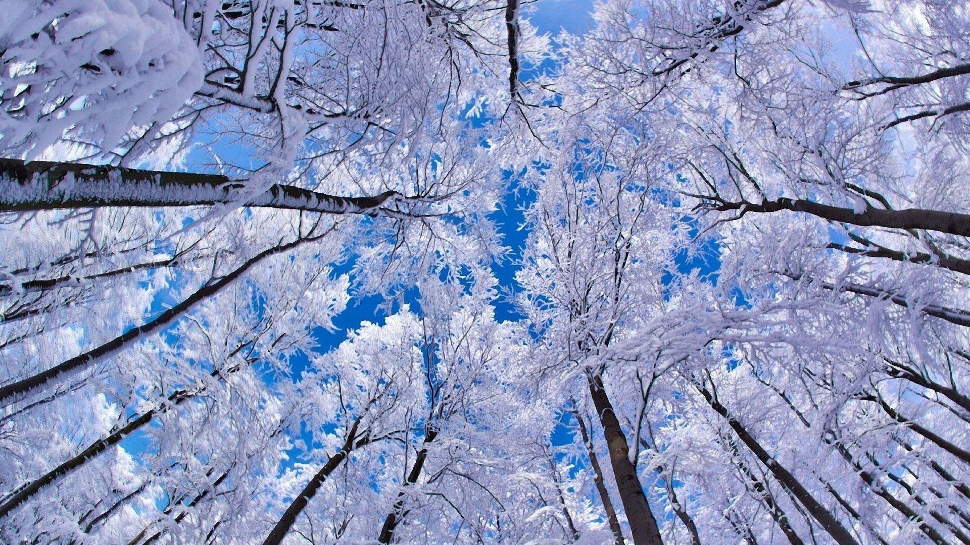 Winter MacBook Wallpaper