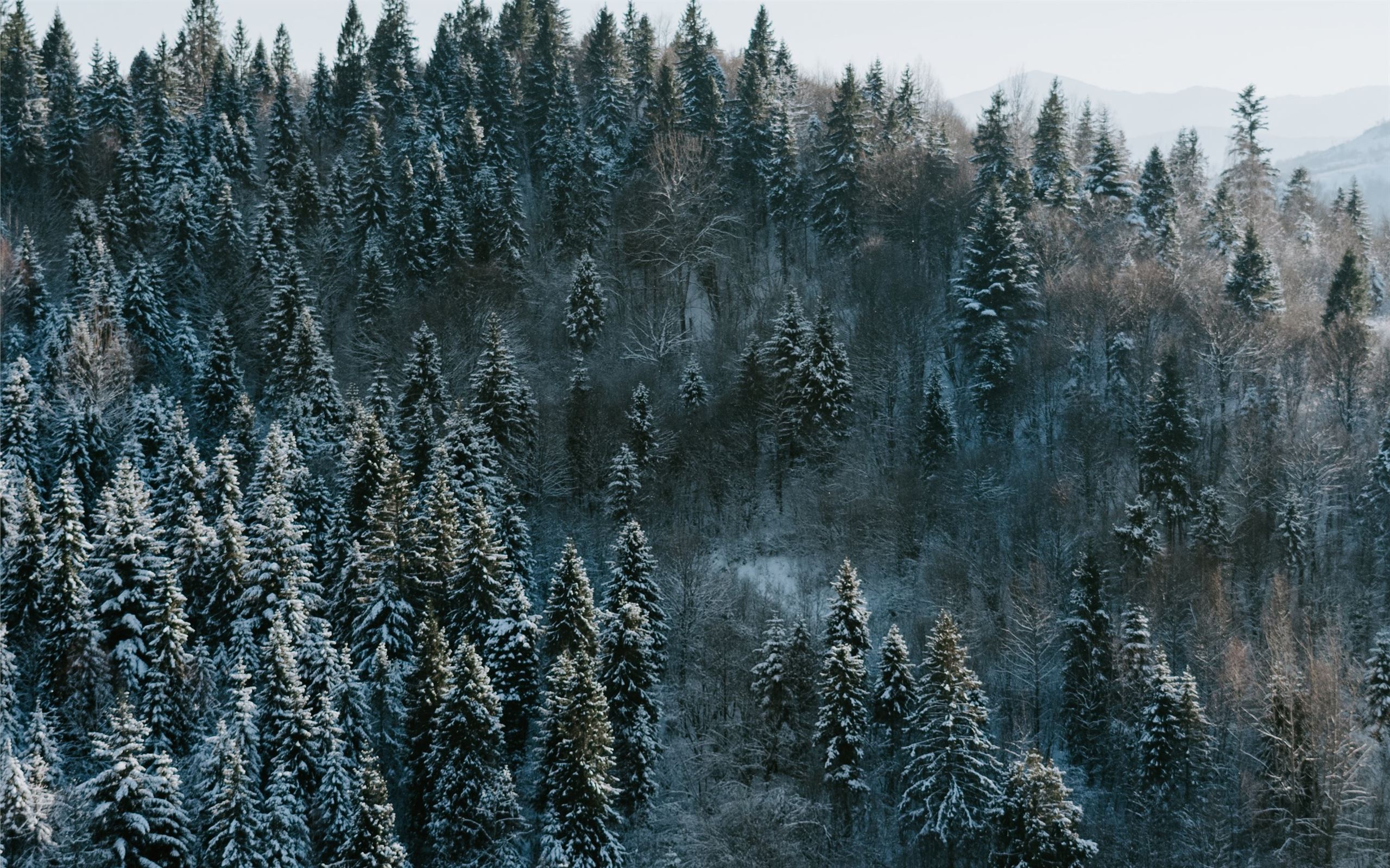 Winter wonderland MacBook Air Wallpaper Download