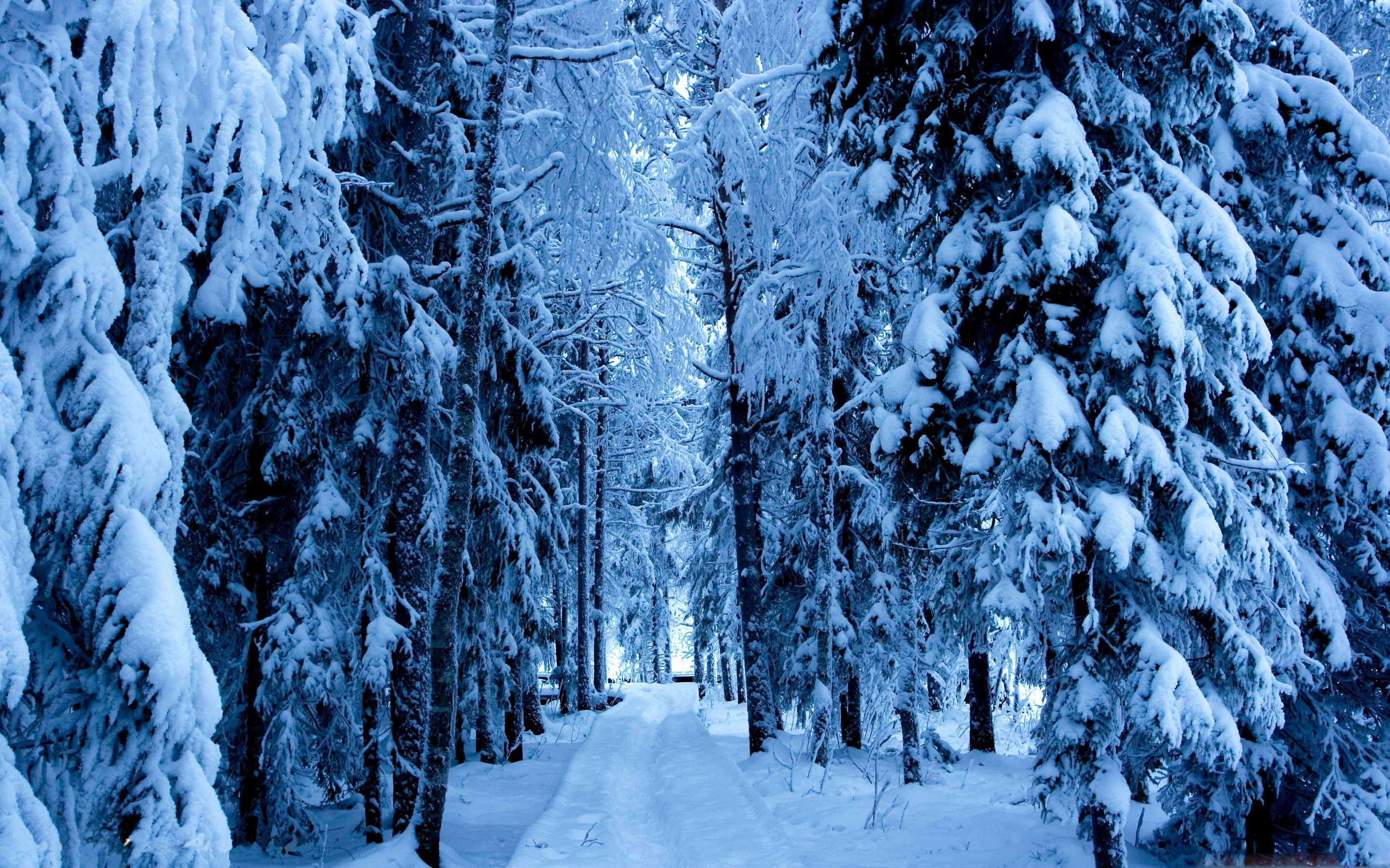 Forest Trails In The Snow MacBook Air Wallpaper Download