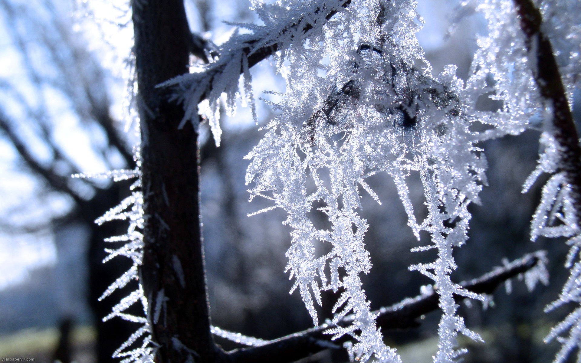 Free download winter flowers A4 HD Desktop Wallpaper 4k HD [1920x1200] for your Desktop, Mobile & Tablet. Explore Winter Flowers Wallpaper. Winter Flowers Wallpaper, Wallpaper Flowers, Background Flowers