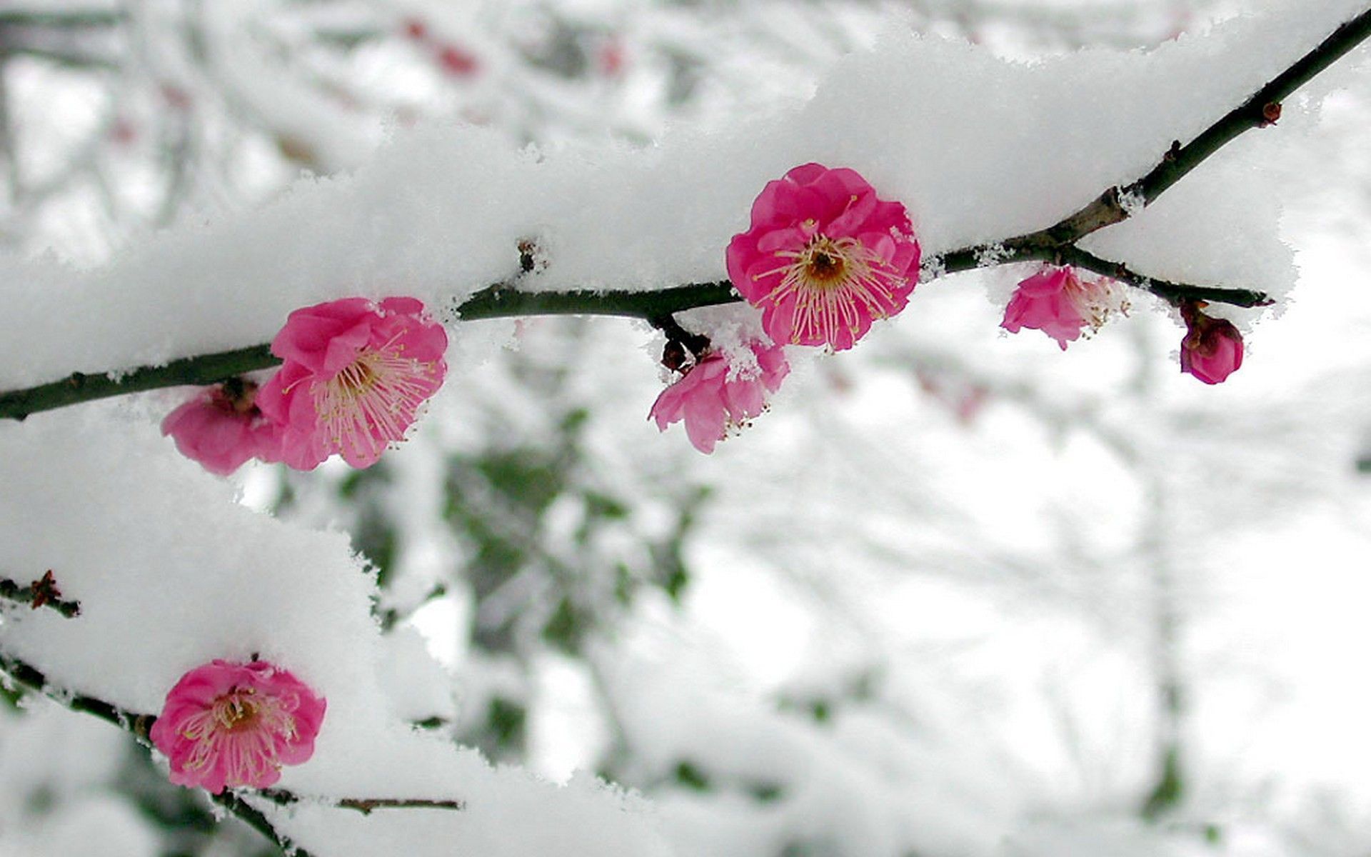 Spring Flowers in Snow Wallpaper