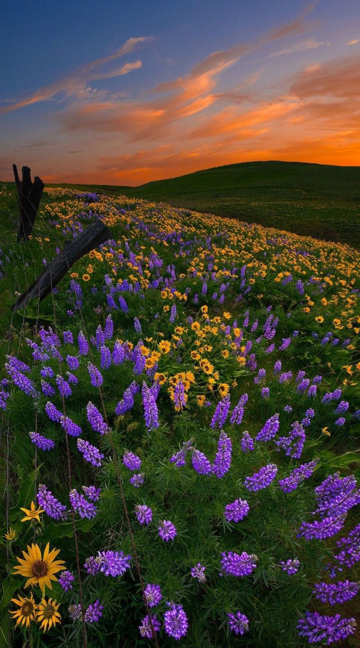 Cottagecore Wallpaper