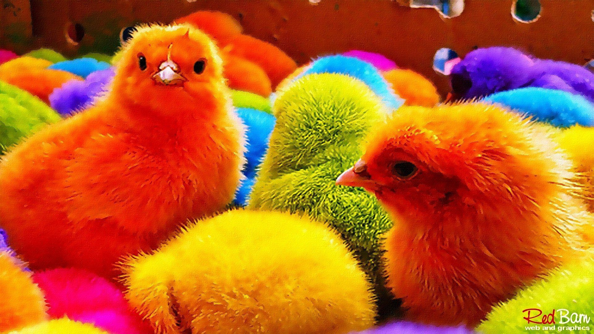 Multi coloured Free Range Chicks :-). Free range chickens, Red barn, Free range