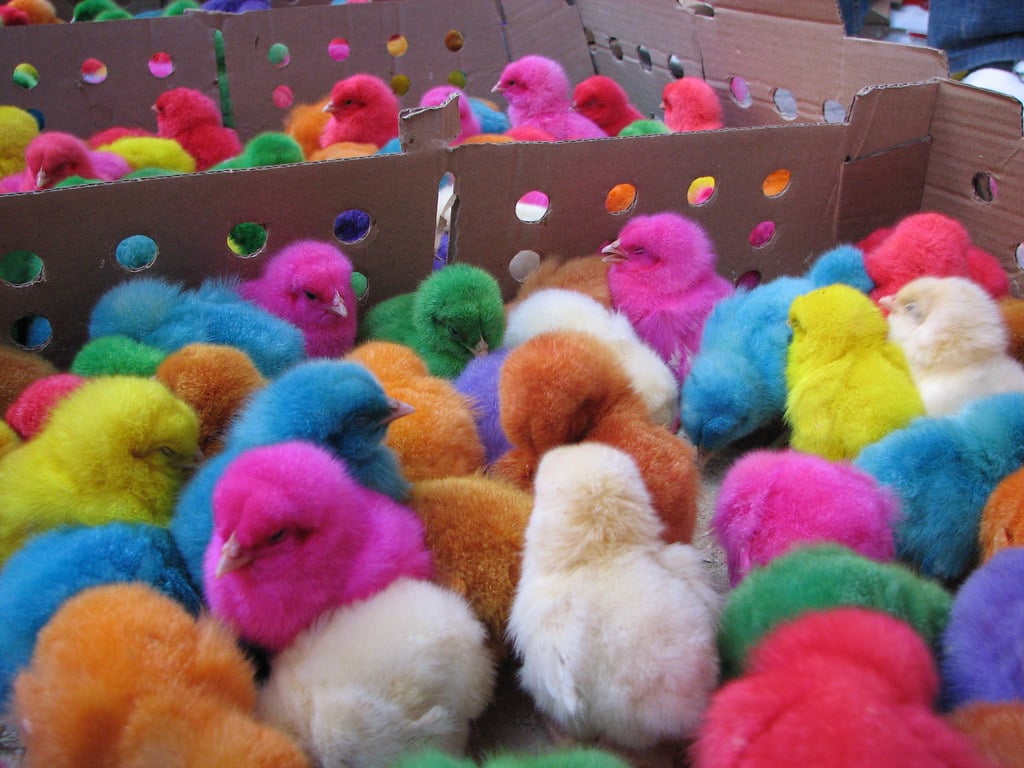 Colored Chicks. Rabat, Morocco