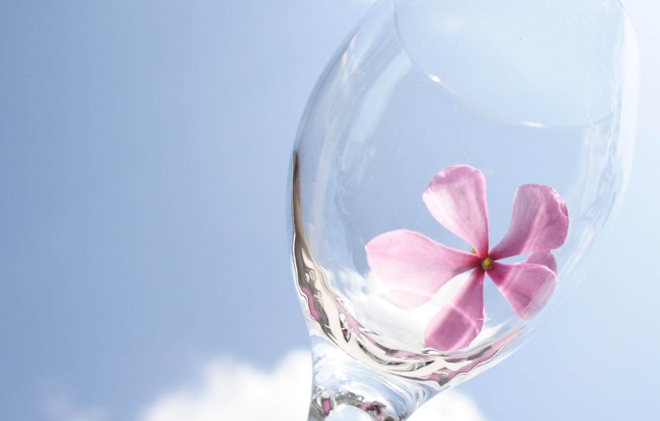 Wallpaper flower, the sky, glass image for desktop, section разное