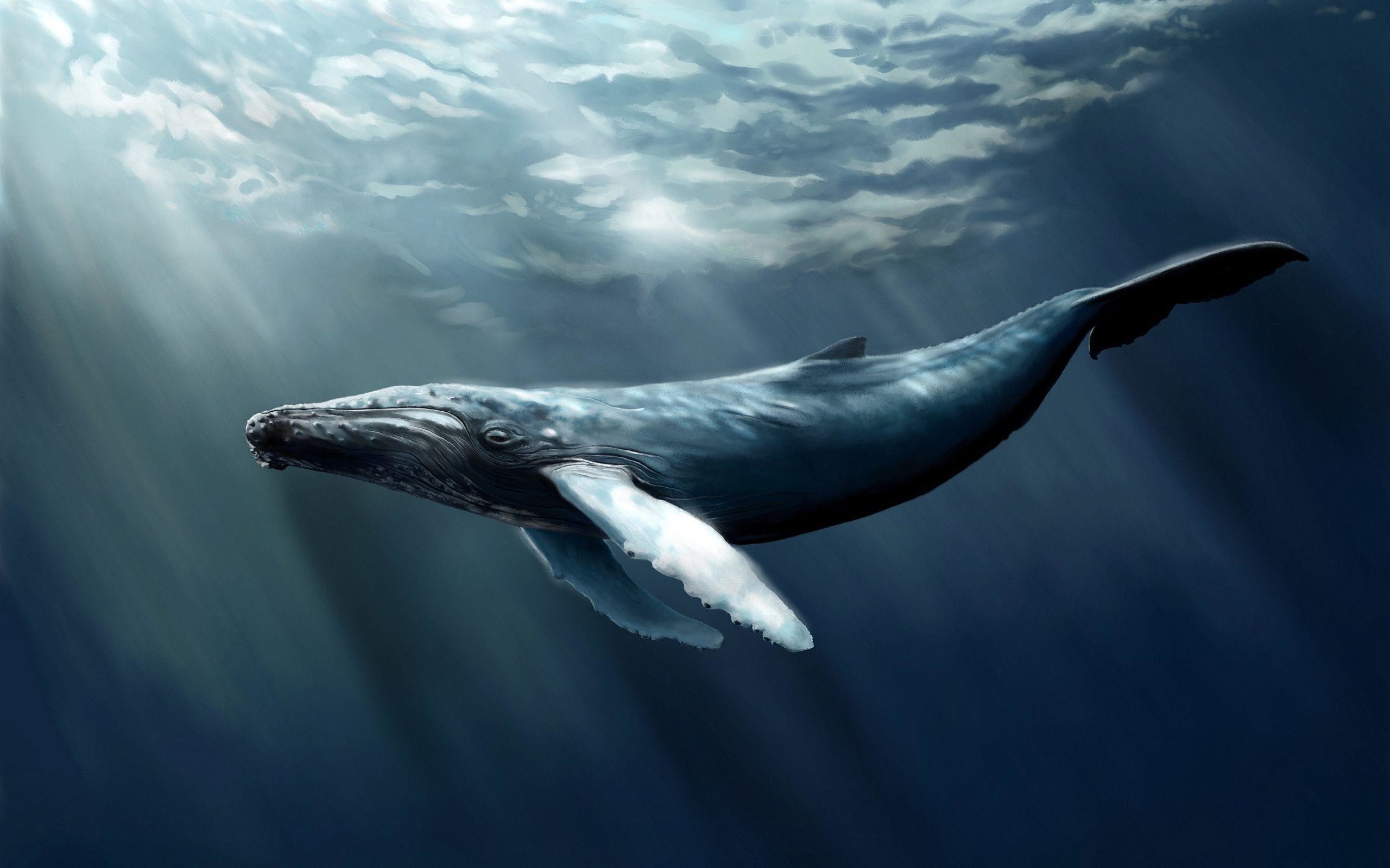 2560x1600, Humpback Whale Art Wallpaper Data Id 331491 Whale Jumping Out Of Water