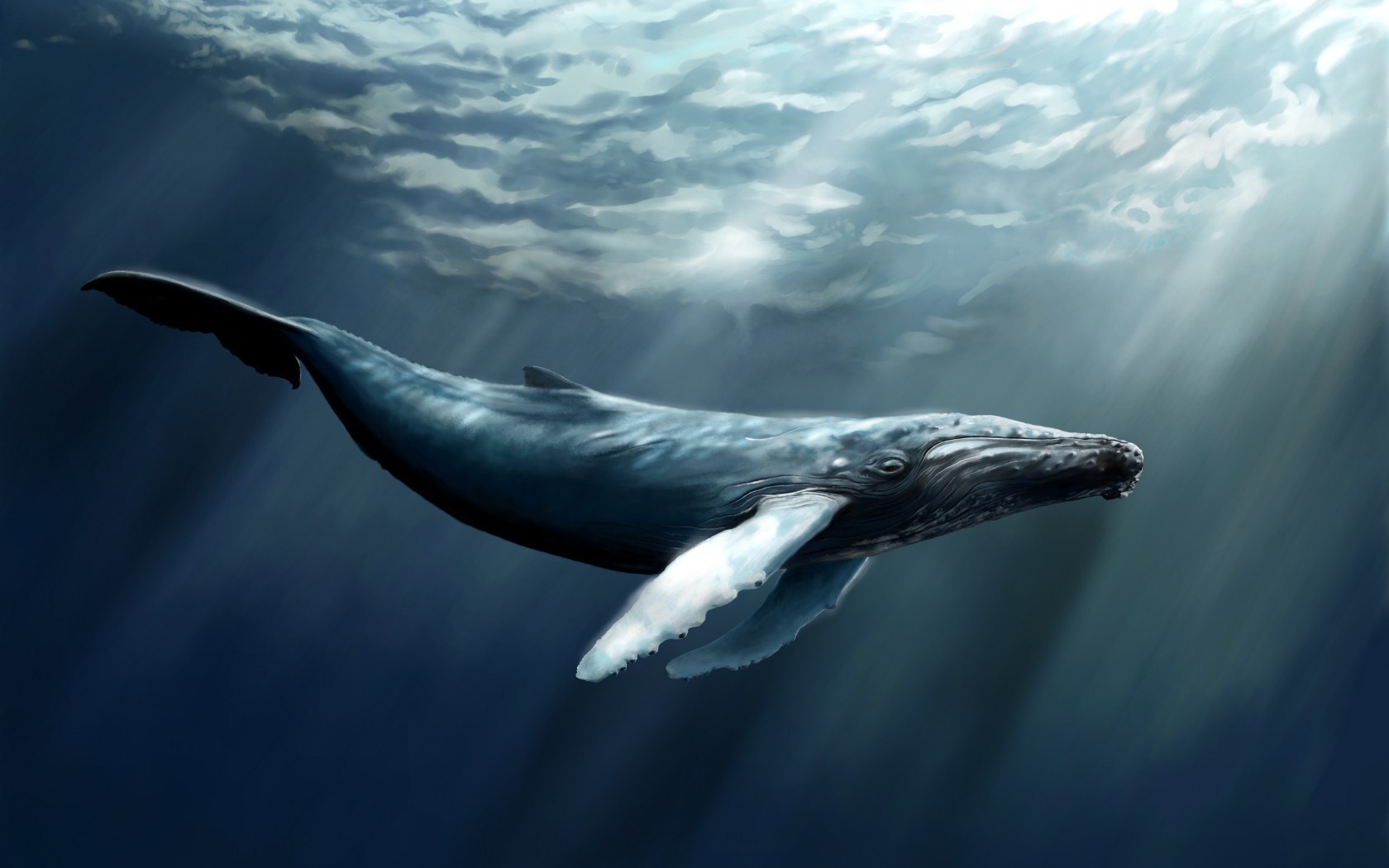 Free download Water Whale Art [1680x1050] for your Desktop, Mobile & Tablet. Explore Whale Wallpaper. Blue Whale Wallpaper, Whale Wallpaper for Walls, Cute Whale Wallpaper