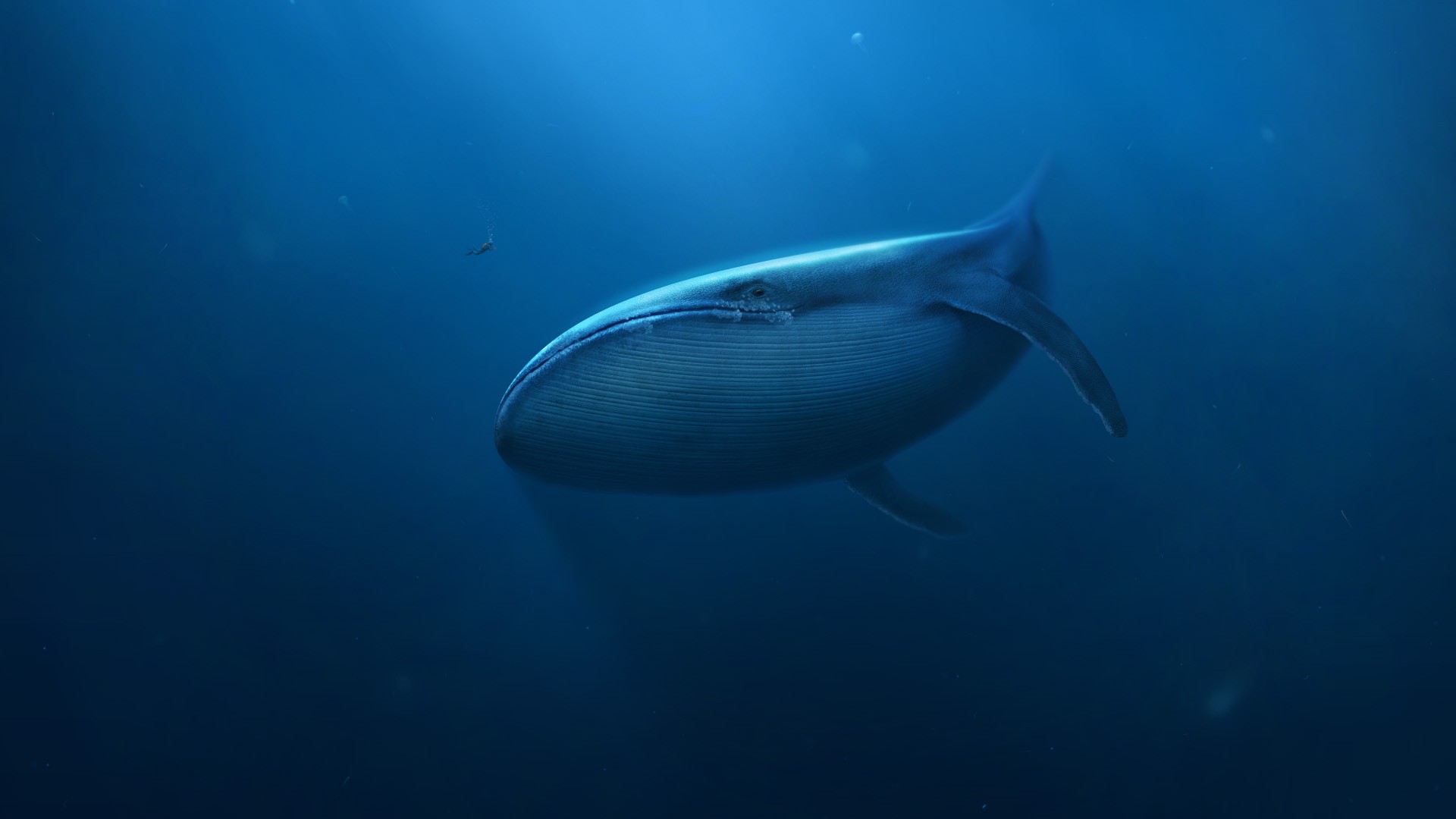 digital Art, Underwater, Blue, Whale, Divers, Mammals Wallpaper HD / Desktop and Mobile Background