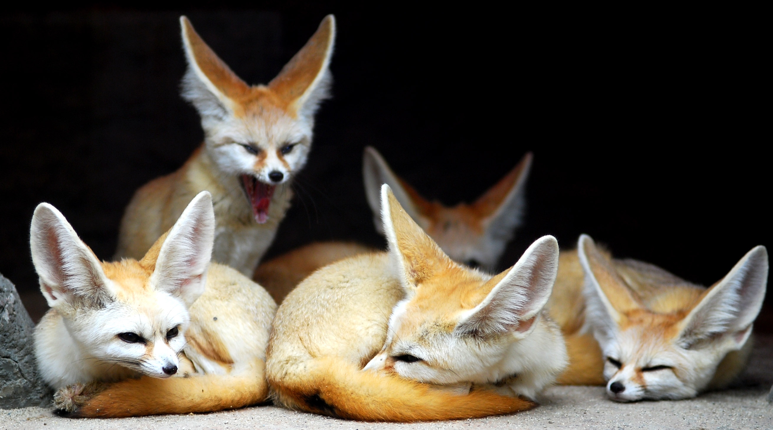 animals fennec fox 2619x1458 wallpaper High Quality Wallpaper, High Definition Wallpaper