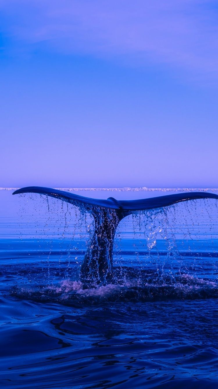 Aesthetic Whale Wallpapers Wallpaper Cave 5135