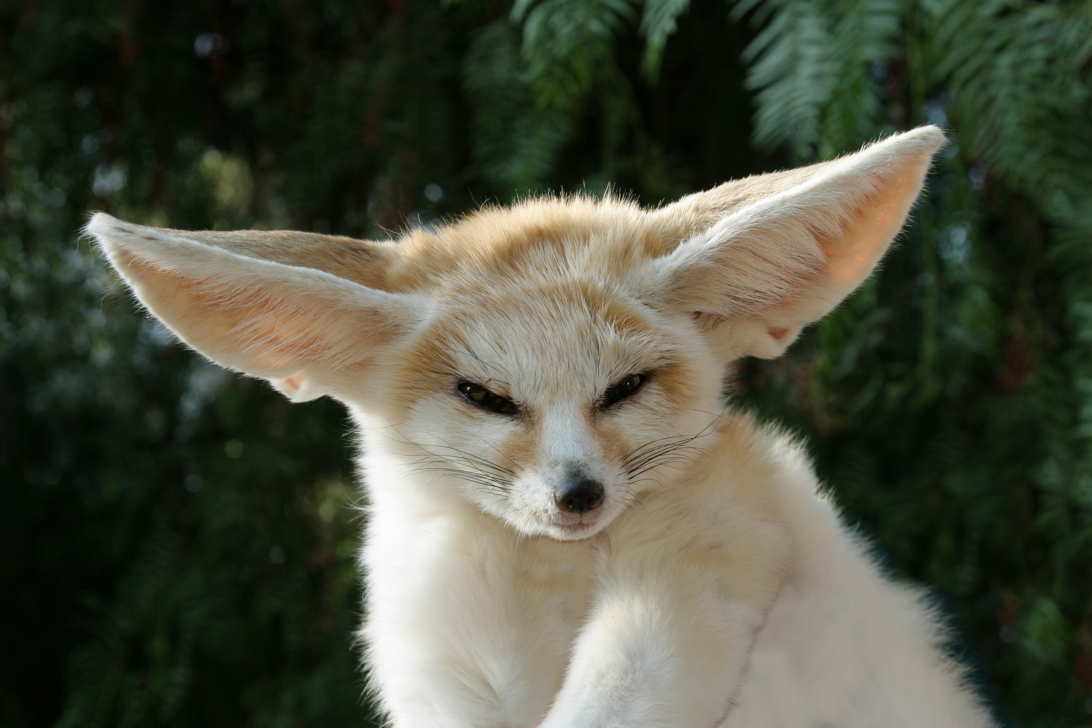 animals fennec fox 3504x2336 wallpaper High Quality Wallpaper, High Definition Wallpaper