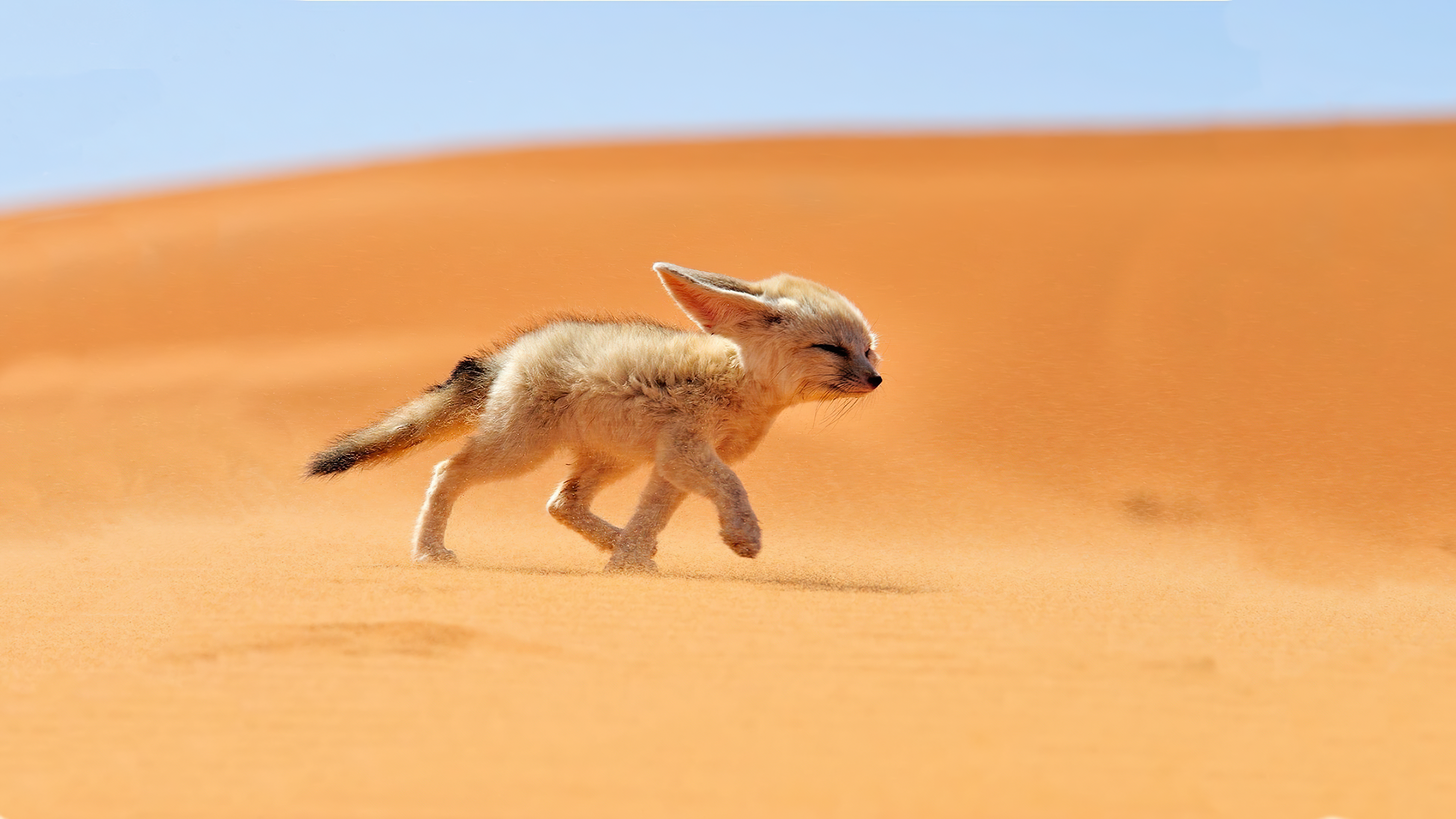 Fennec Fox in the Desert (3840x2160)