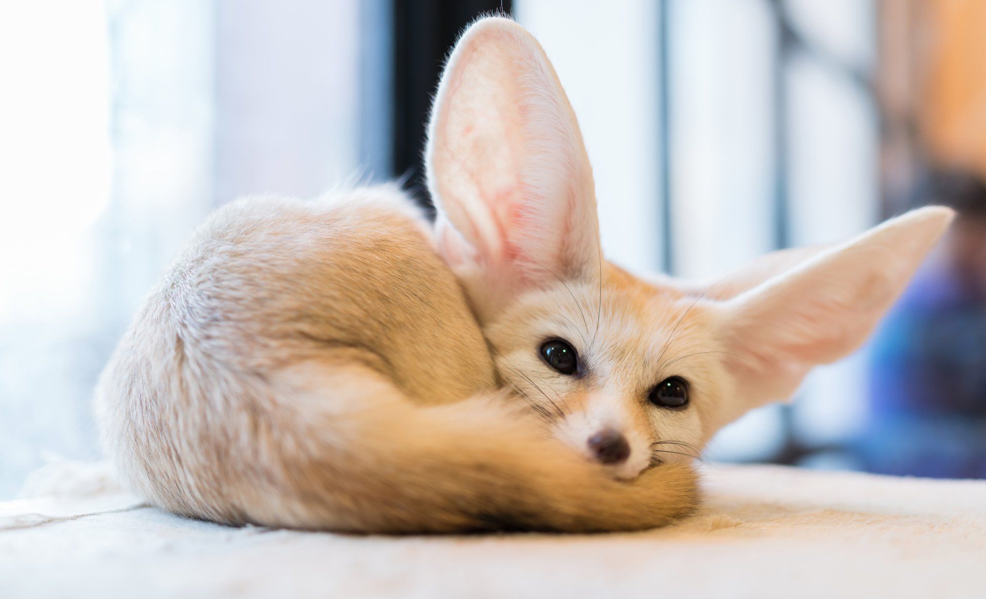 Fennec Fox Wallpaper