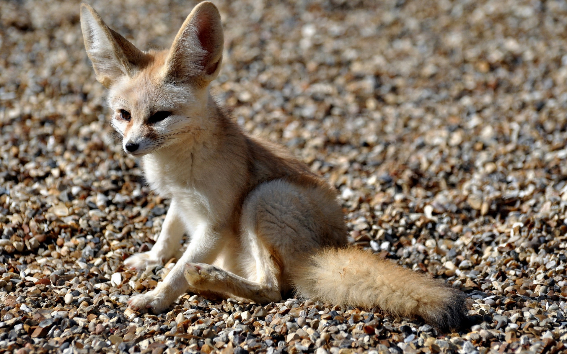 wallpaper fox, mammal, fennec fox, vertebrate, canidae, fox