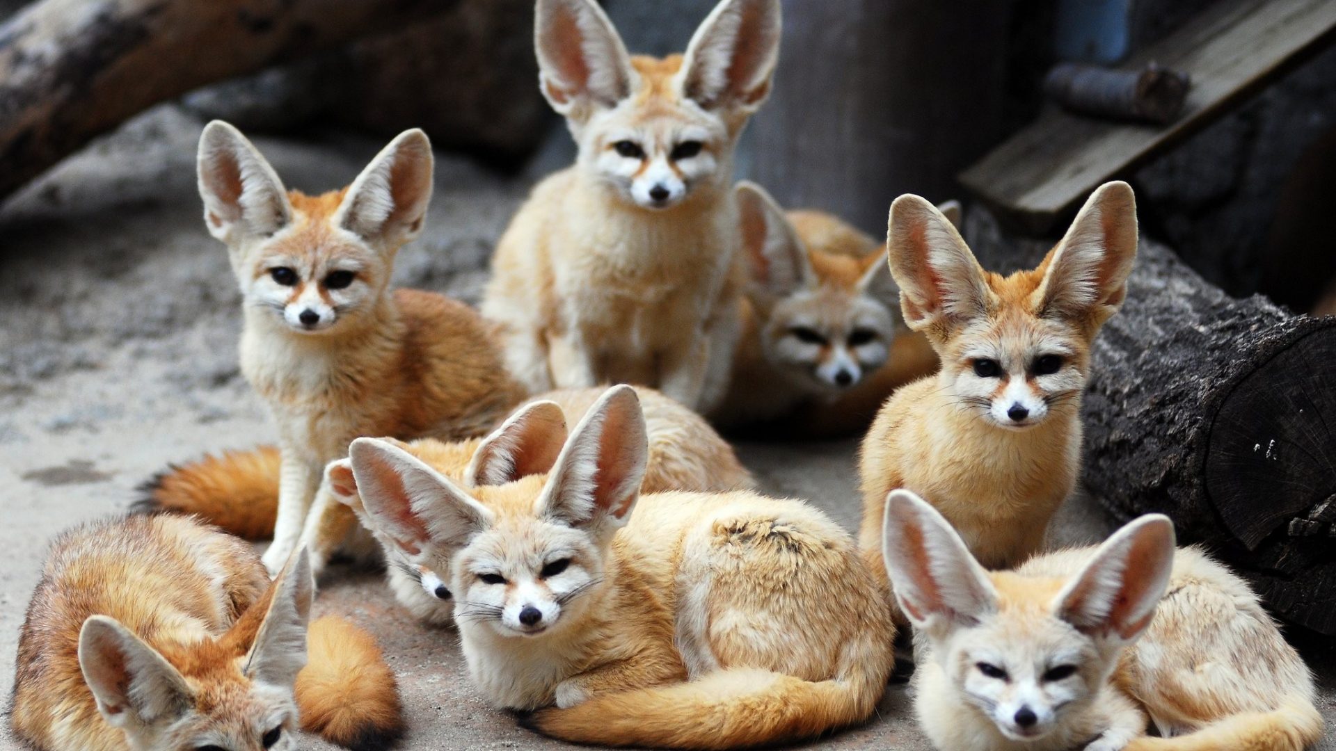 Fennec Fox HD Wallpaper 27791