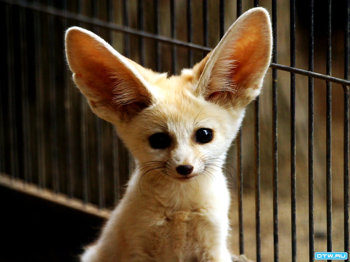 Wallpaper Fox, Fennec Fox, Fence. TOP Free Download pics