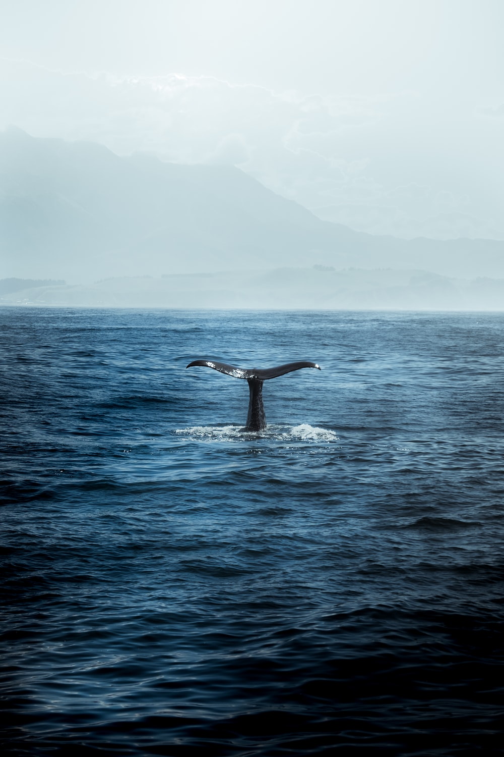 blue whale in body of water photo
