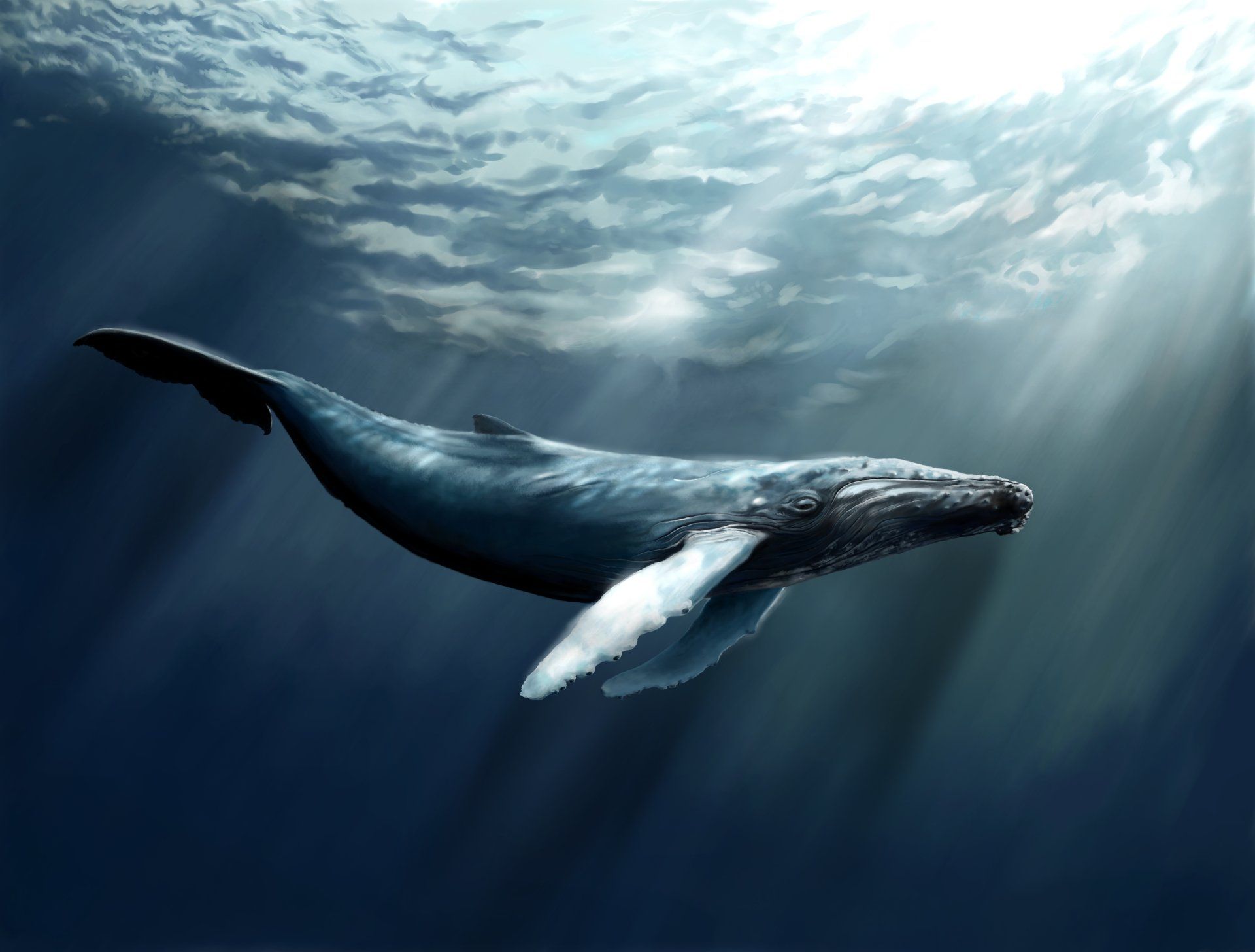 Whale Wallpaper Free Whale Background