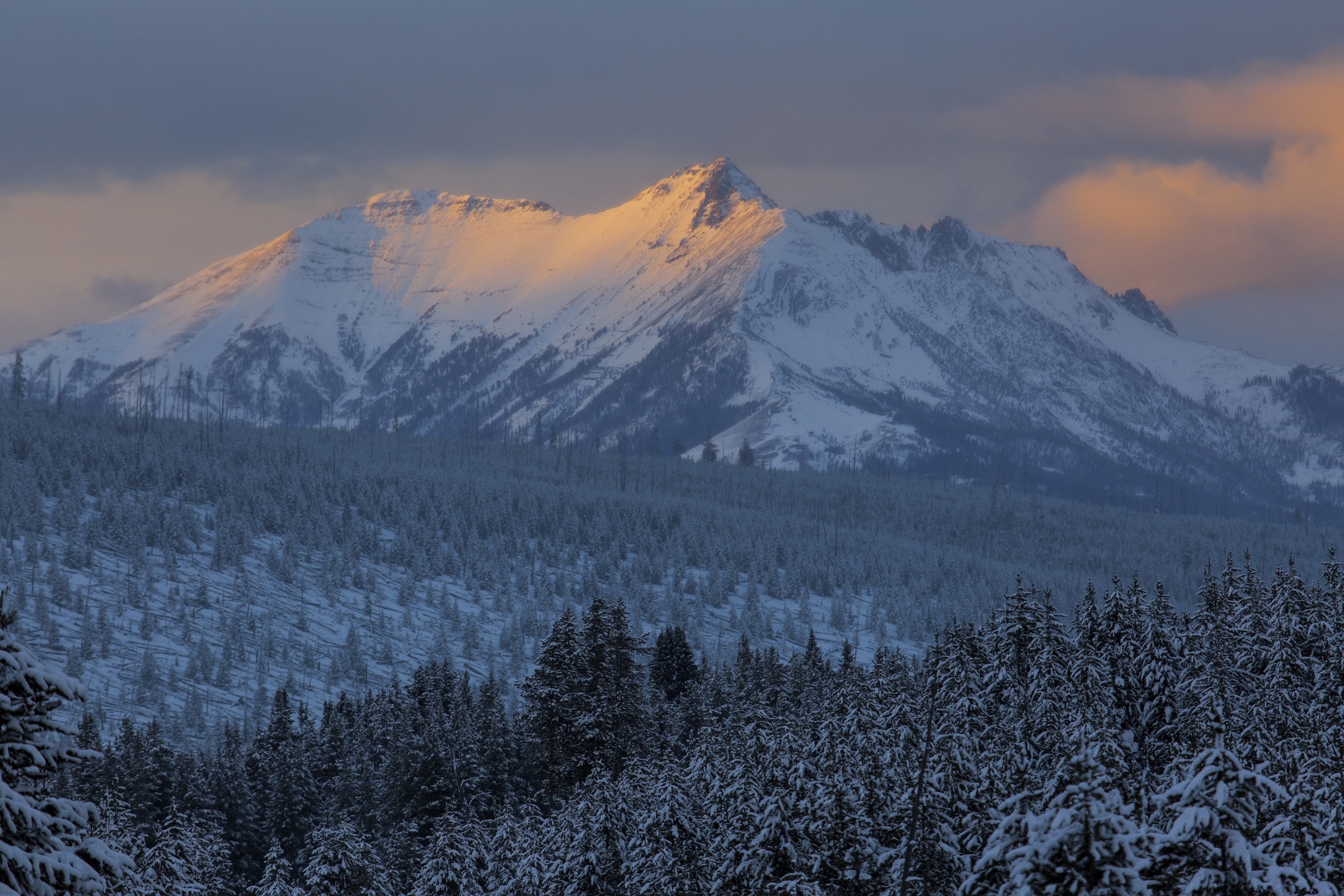 Dusk Forest Montana Mountain National Park Nature Snow Sunset Winter Yellowstone Wallpaper:2400x1600