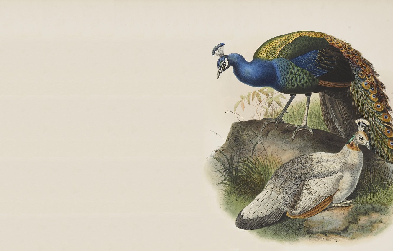 Peacock Painting Wallpapers Wallpaper Cave