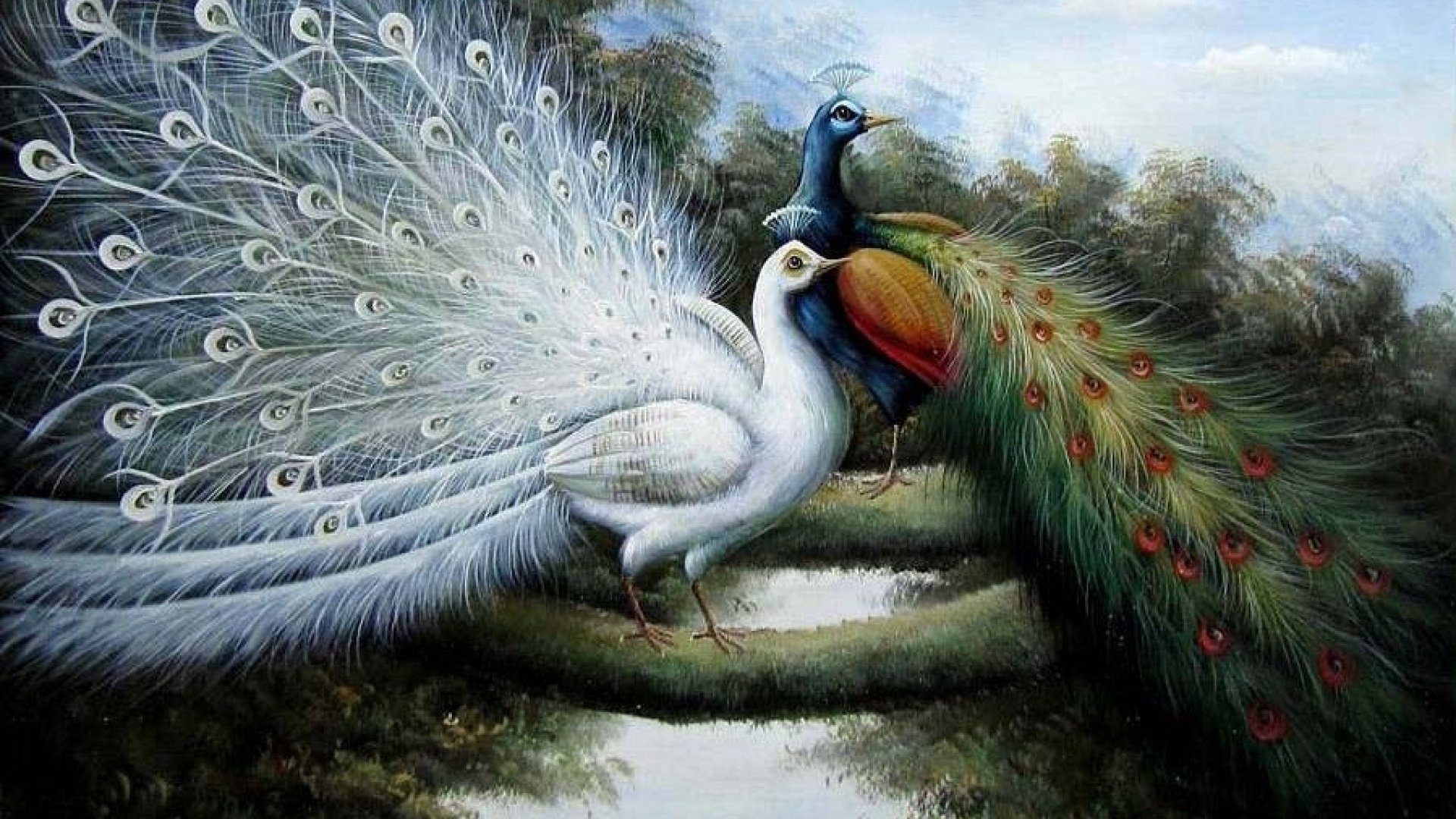 px art Brilliant Drawin Oil painting peacocks High Quality Wallpaper, High Definition Wallpaper