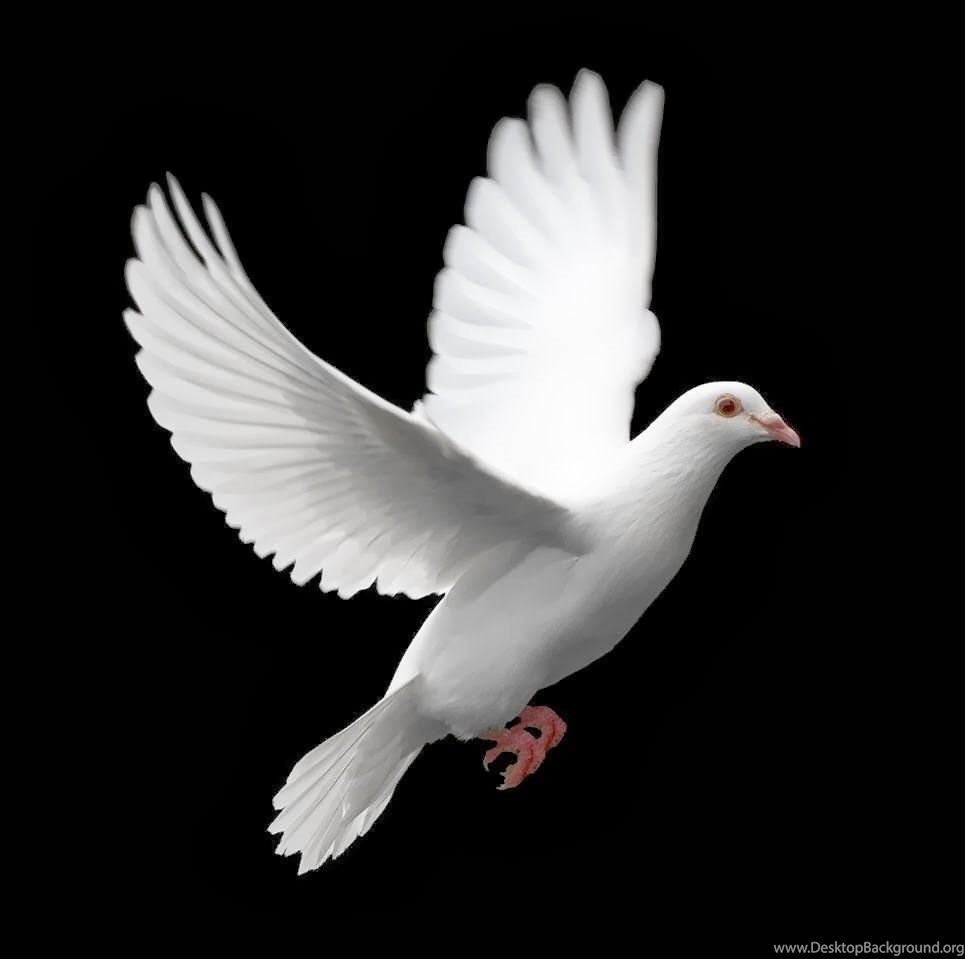 White Pigeon Wallpapers Wallpaper Cave