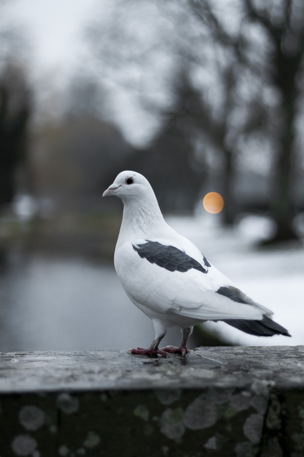White Pigeon Wallpapers Wallpaper Cave
