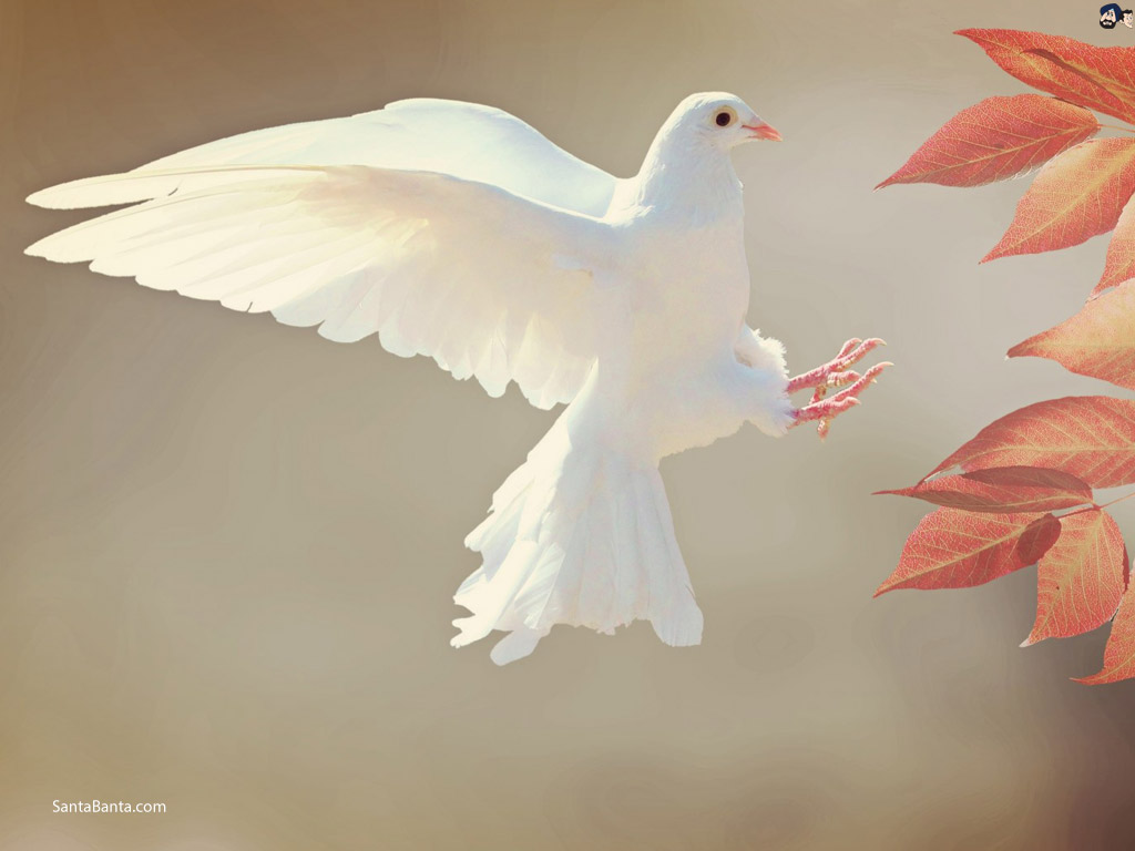 White Pigeon Wallpapers - Wallpaper Cave