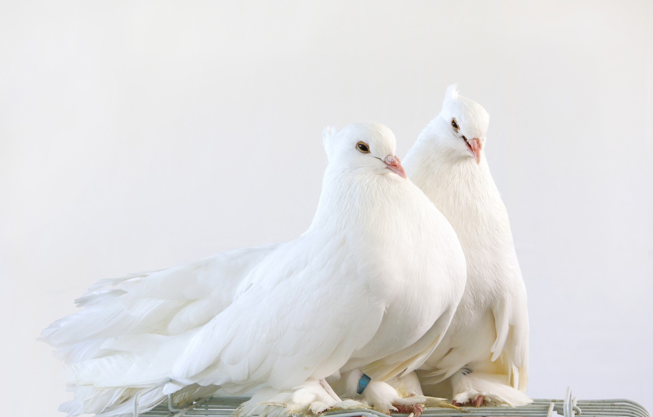 White Pigeon Wallpaper