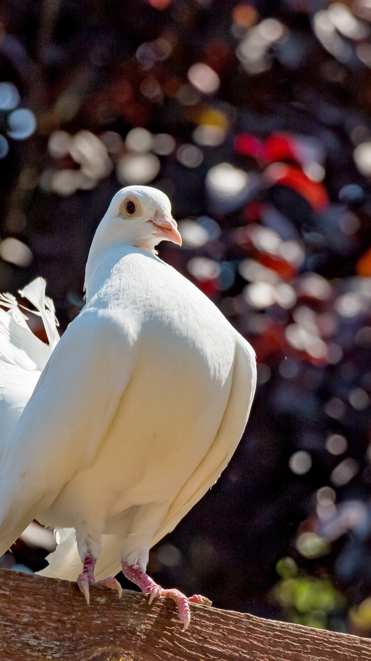 Download wallpaper: White pigeon 1242x2208