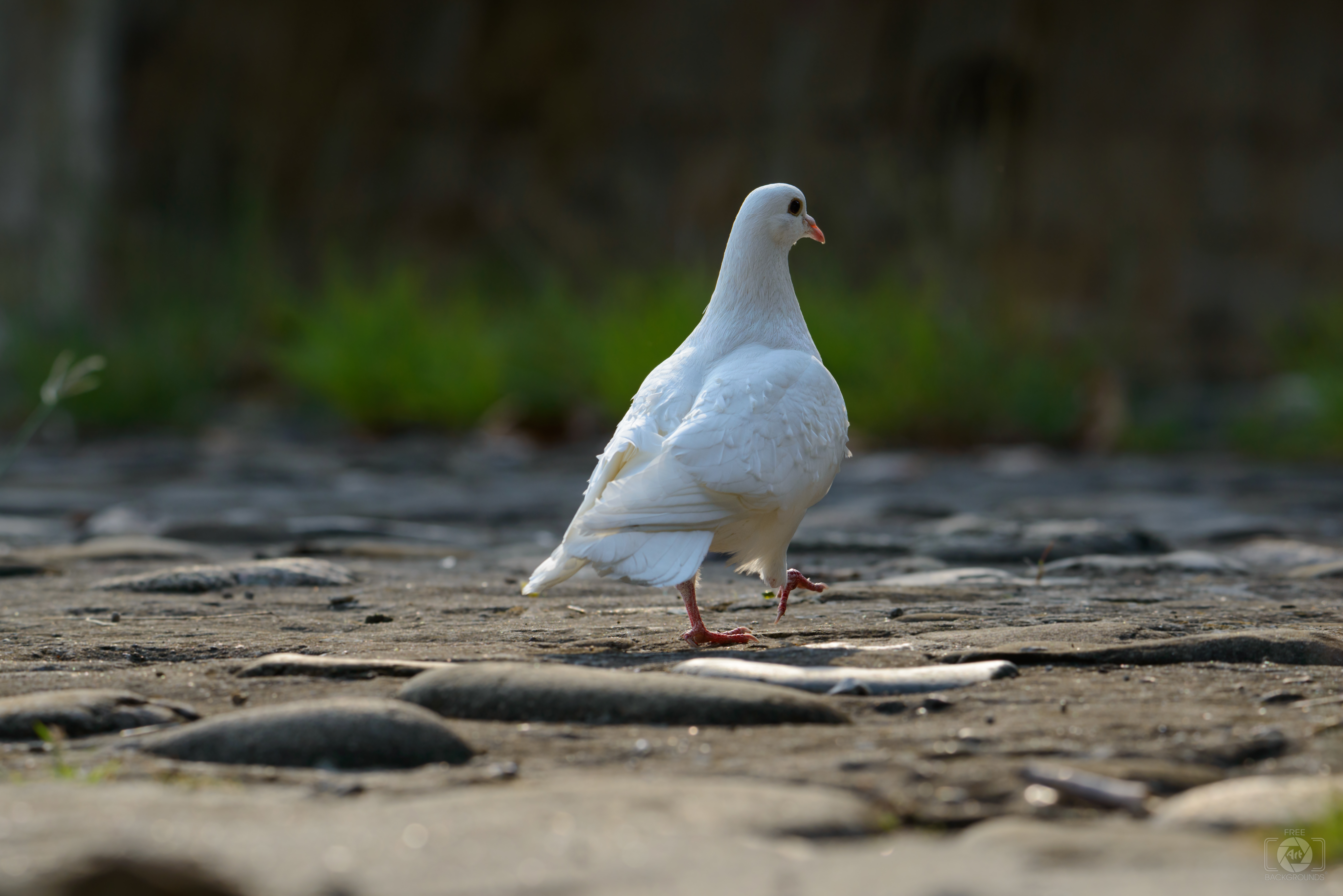 White Pigeon Background Quality Free Background