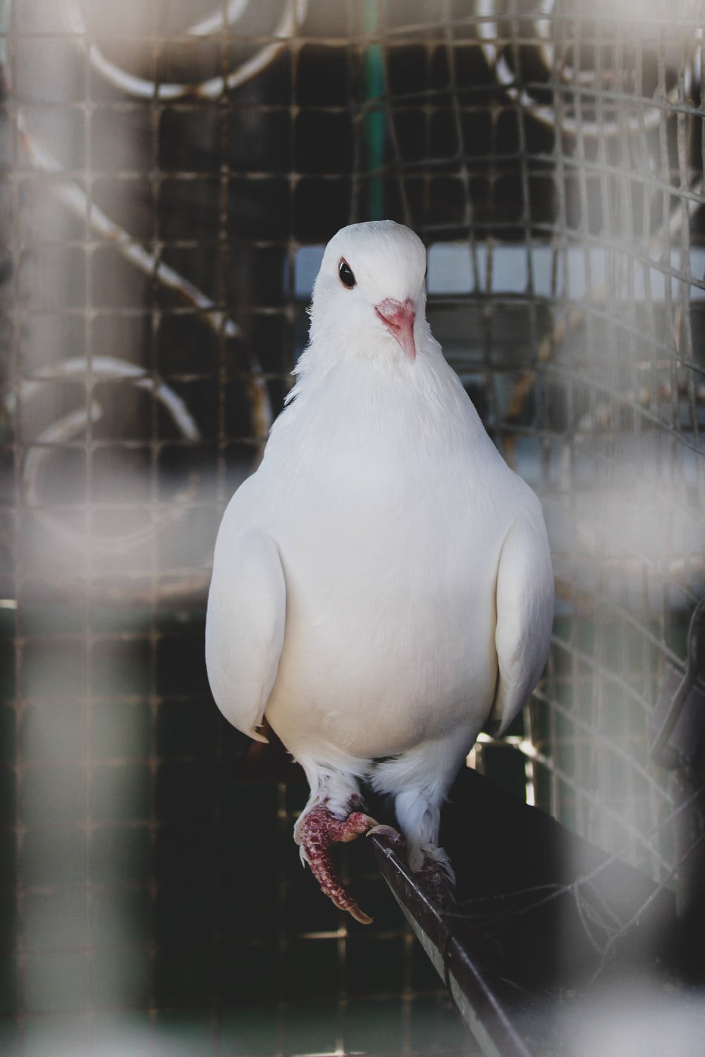 White Pigeon Wallpapers - Wallpaper Cave