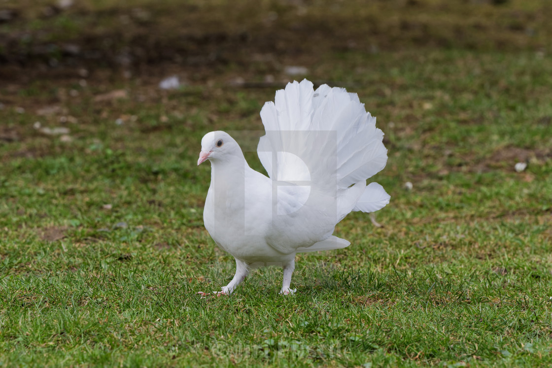 Beautiful white pigeon on the grass background, download or print for £1.24