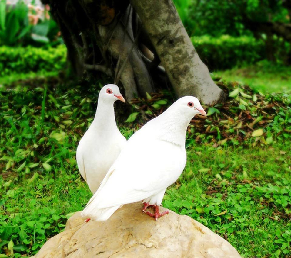 White Wallpaper Pigeon