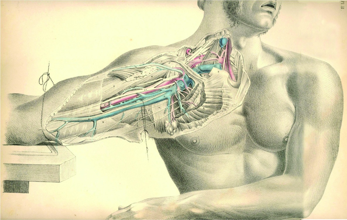 Free download anatomy HD Wallpaper General 918162 [1185x753] for your Desktop, Mobile & Tablet. Explore Anatomy Wallpaper. Human Anatomy Wallpaper, Grey S Anatomy Wallpaper, Grey Wallpaper HD