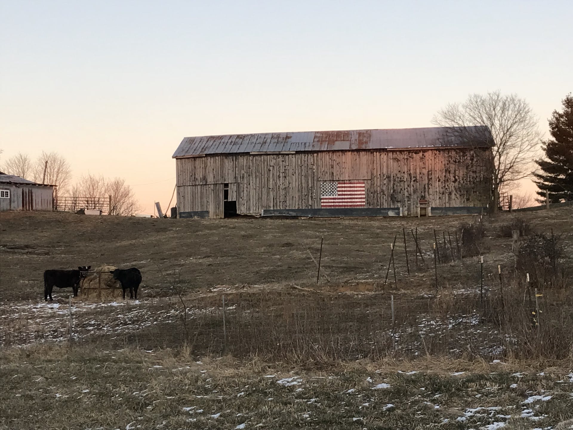 Barn Pasture Cows Livestock American Flag Winter Flag Barn