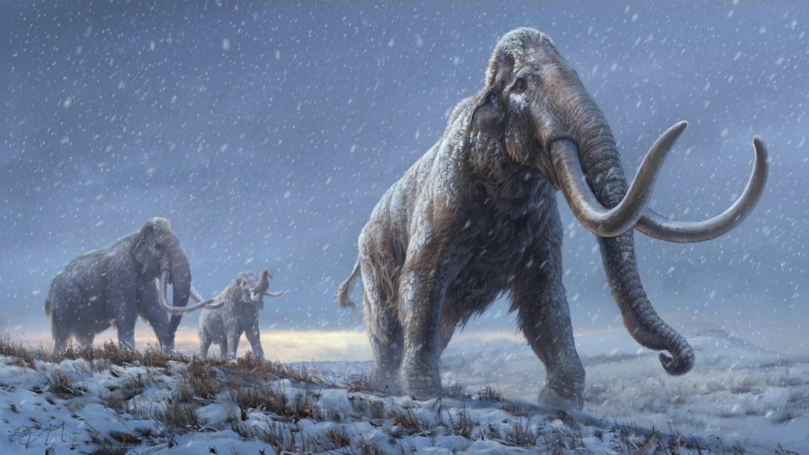 Woolly Mammoth Wallpapers Wallpaper Cave